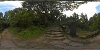 古道与古树 (1)